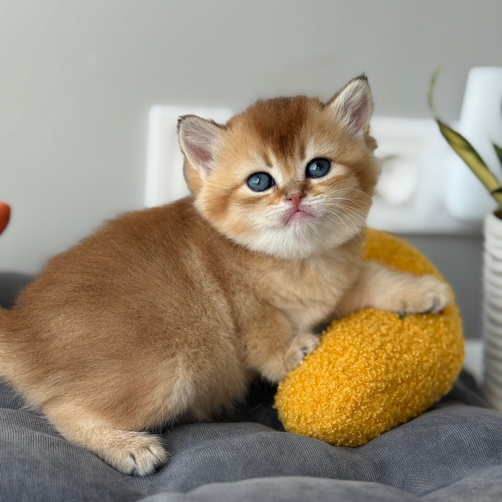 
                  
                    Michel
                  
                