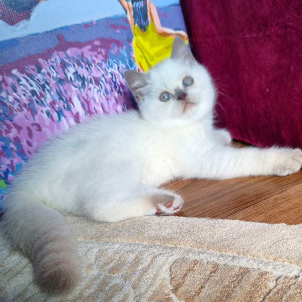 
                  
                    Lyalya
                  
                