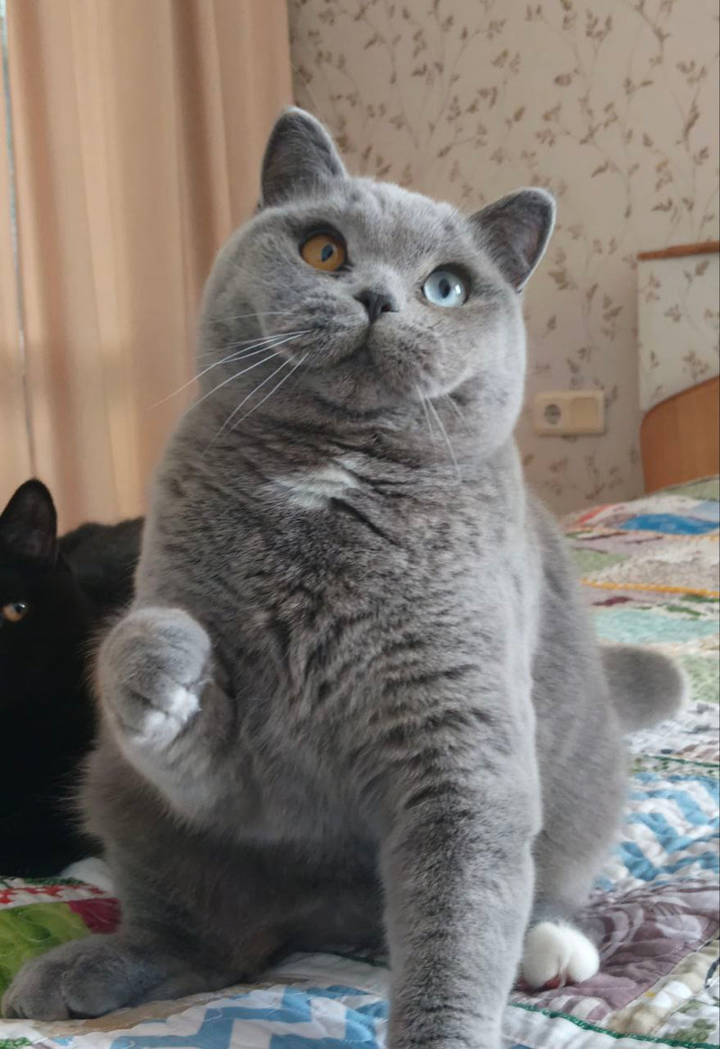 Simon