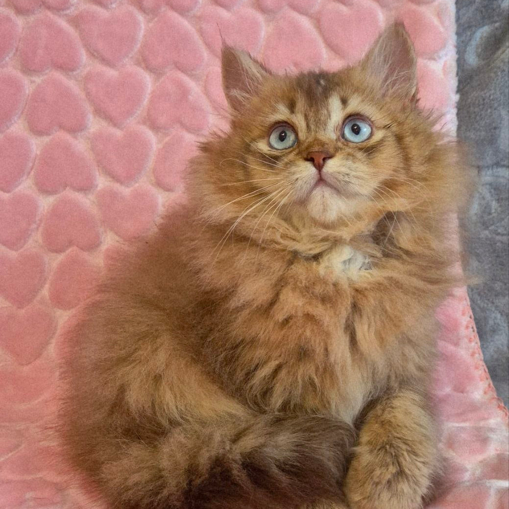
                  
                    Felix
                  
                