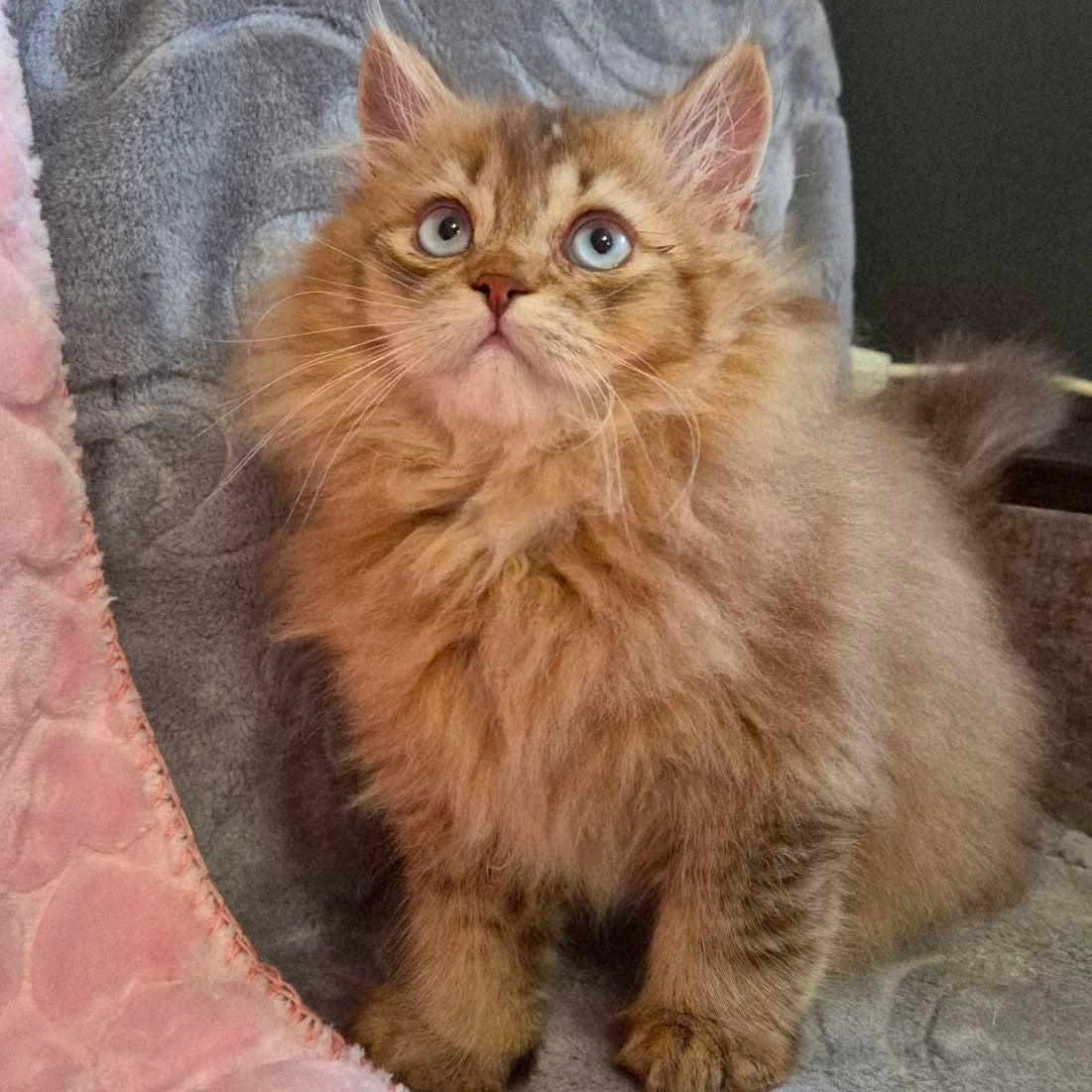 
                  
                    Felix
                  
                