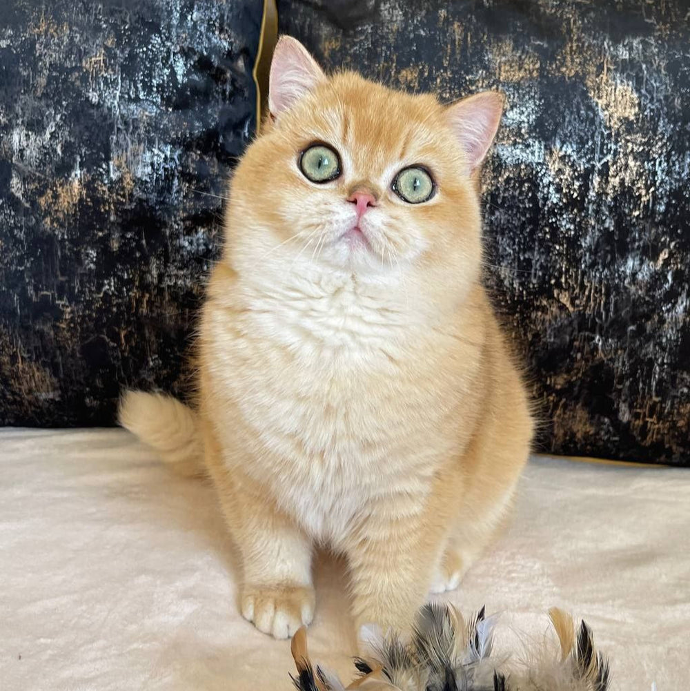 Oscar