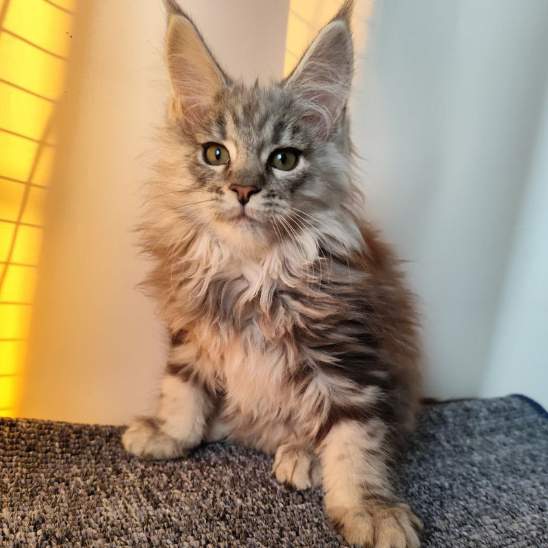 Zorro