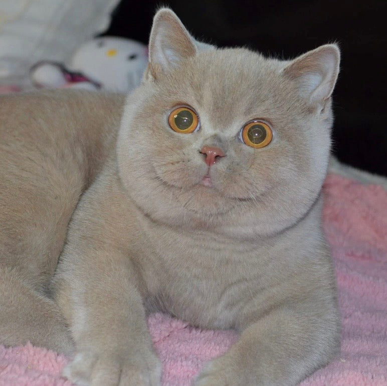 
                  
                    Matvey
                  
                