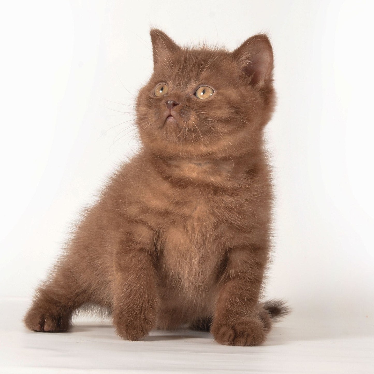 
                  
                    Ginger
                  
                