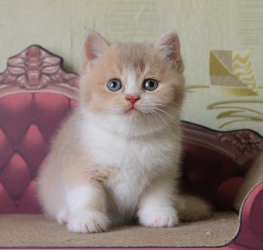 Vito