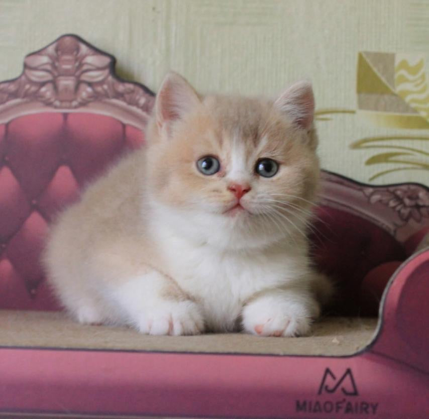 
                  
                    Vito
                  
                