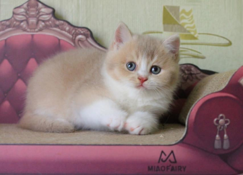 
                  
                    Vito
                  
                