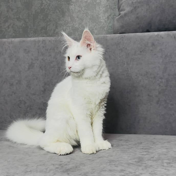 
                  
                    Pearla
                  
                
