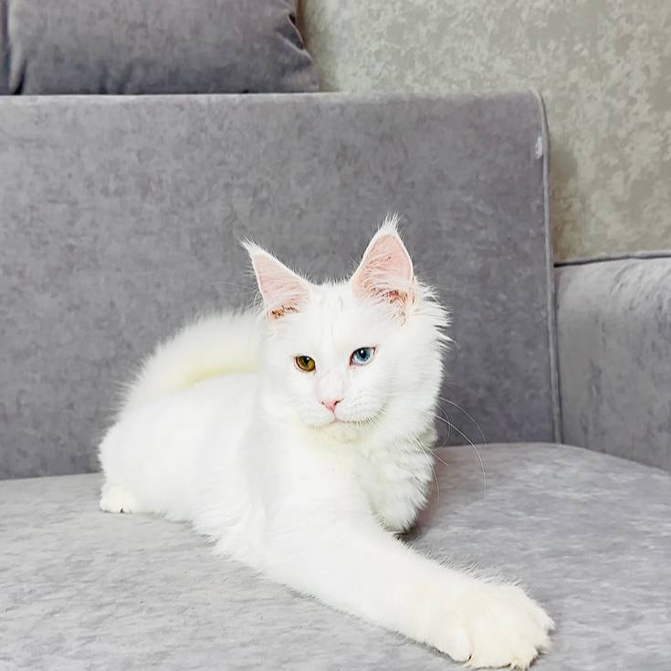
                  
                    Pearla
                  
                