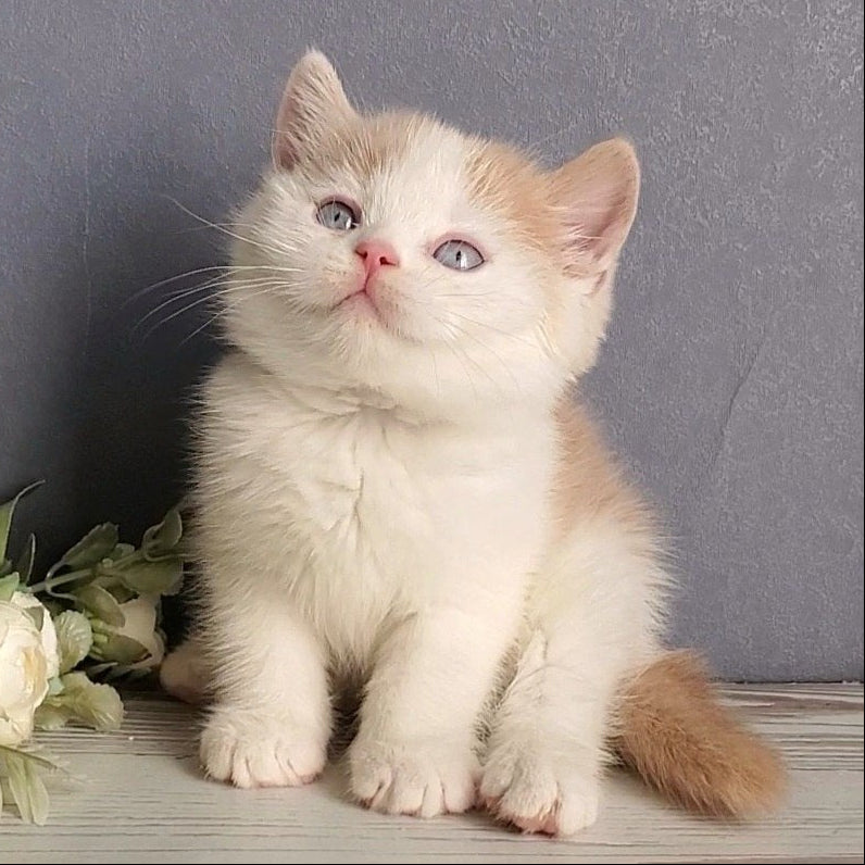 
                  
                    Duke
                  
                