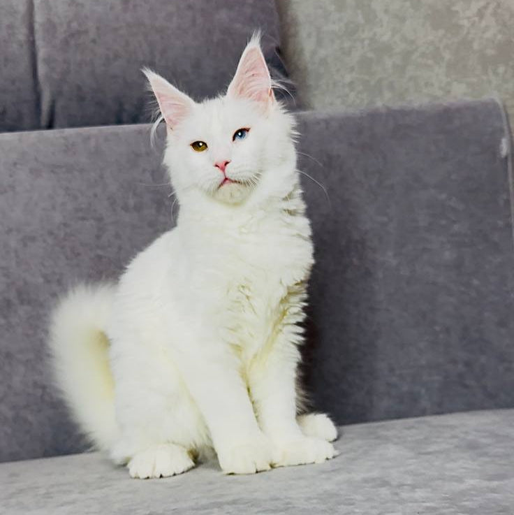 
                  
                    Pearla
                  
                