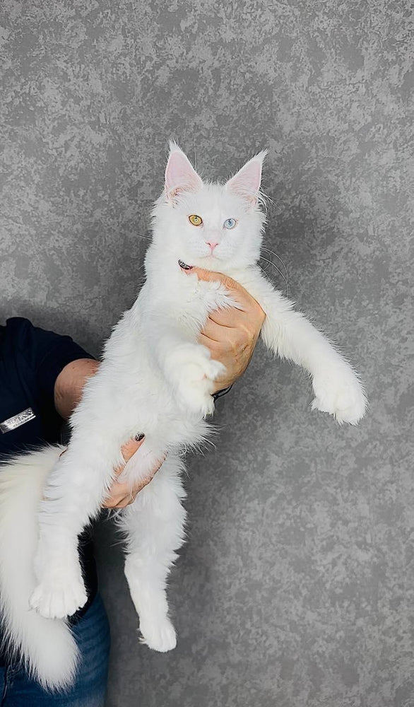 
                  
                    Pearla
                  
                