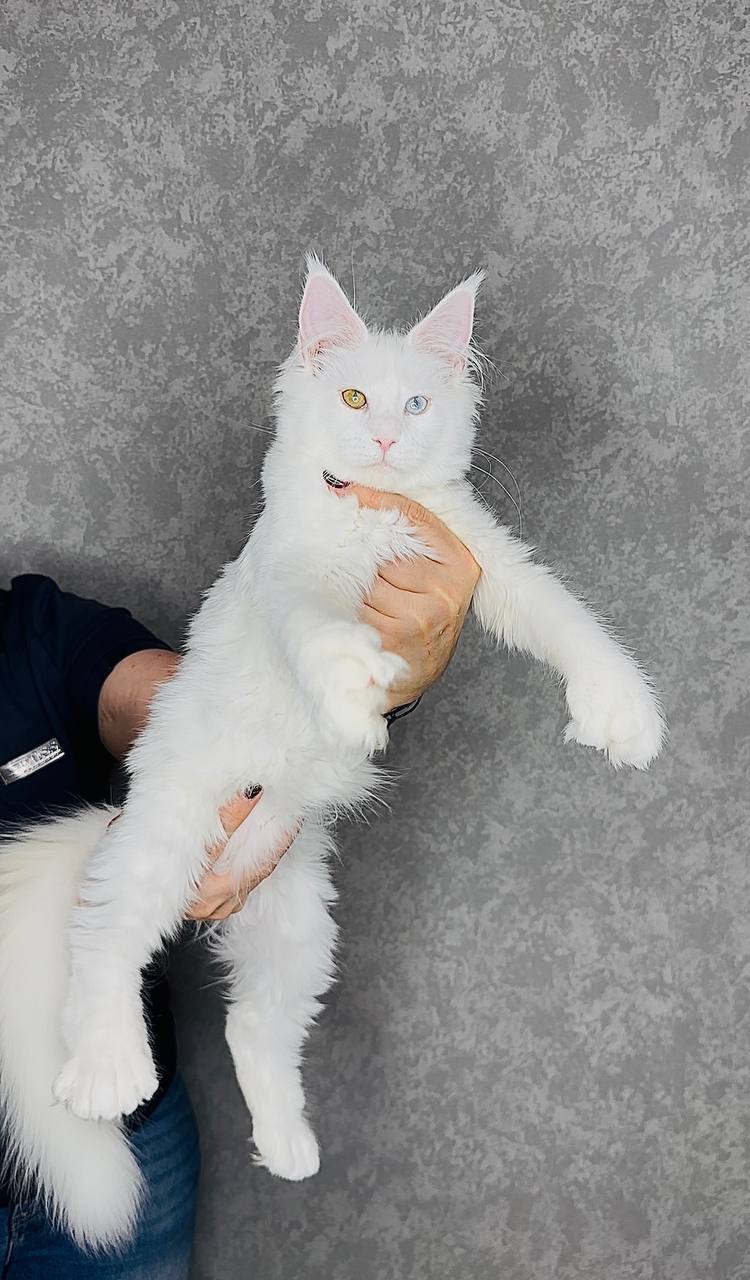 
                  
                    Pearla
                  
                