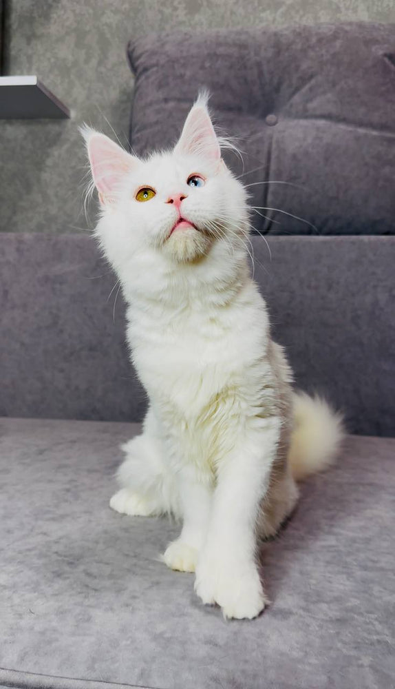 
                  
                    Pearla
                  
                