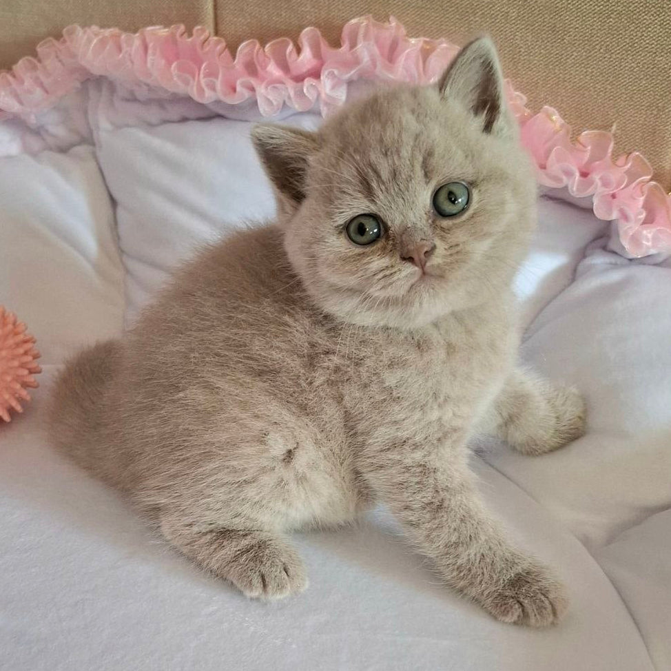 
                  
                    Lucky
                  
                