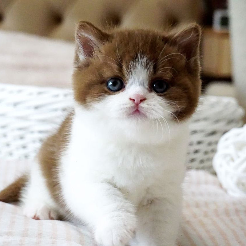 Amur