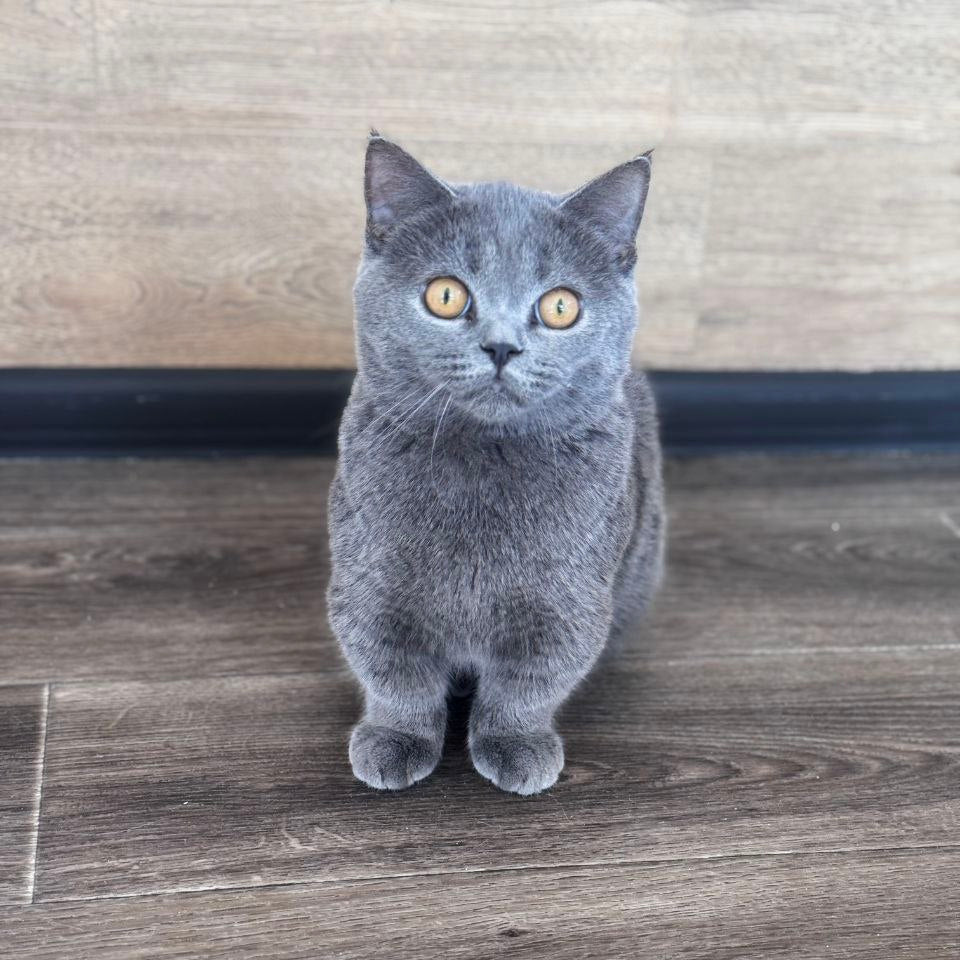 
                  
                    Benny
                  
                