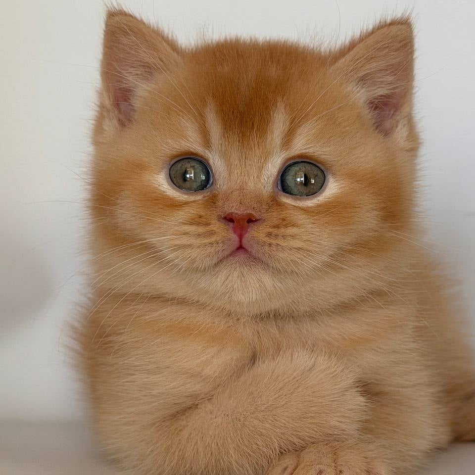 
                  
                    Gio
                  
                