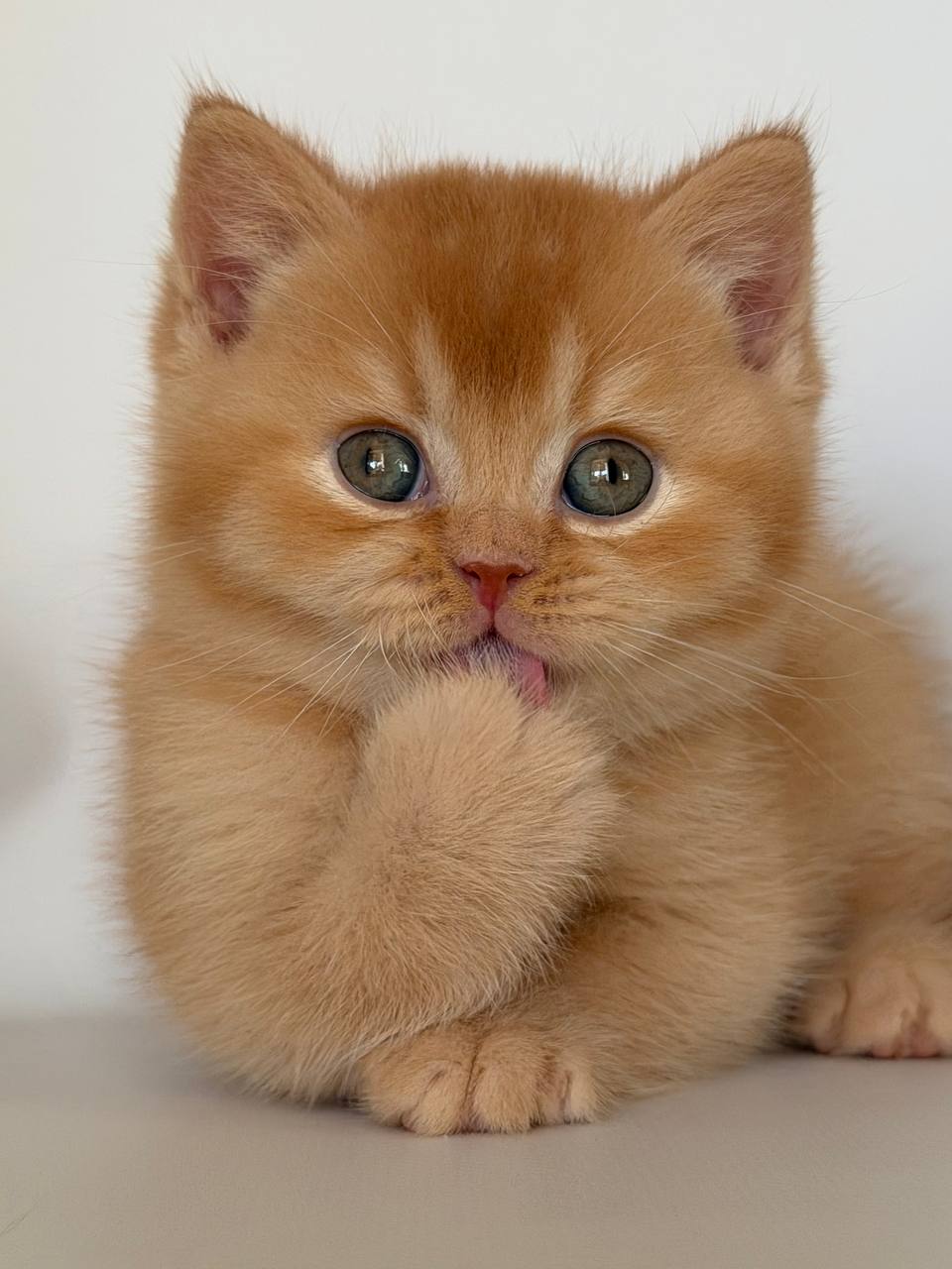 
                  
                    Gio
                  
                