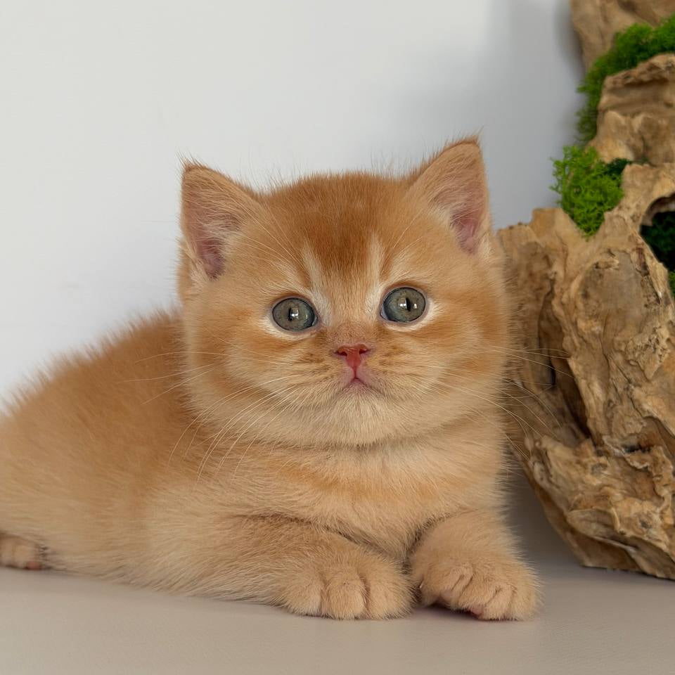 
                  
                    Gio
                  
                