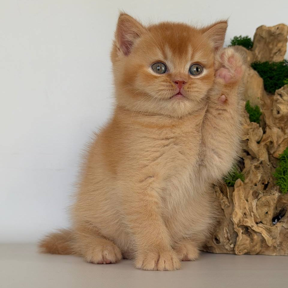
                  
                    Gio
                  
                