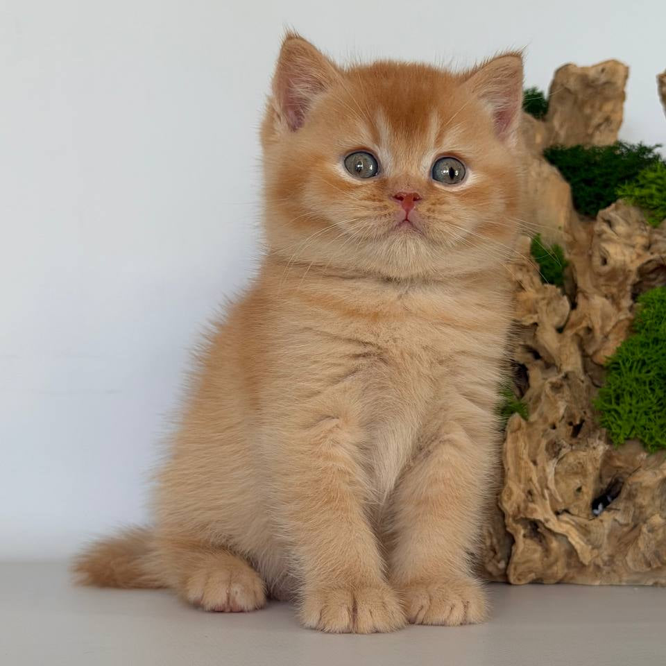 
                  
                    Gio
                  
                