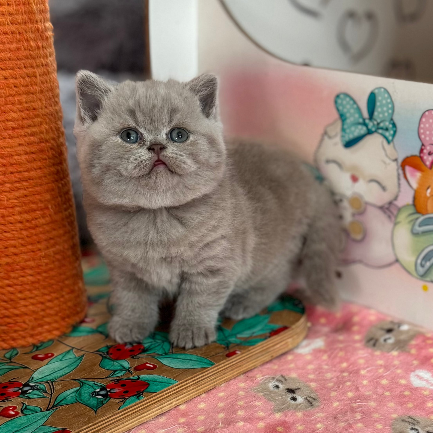 
                  
                    Potapuf
                  
                