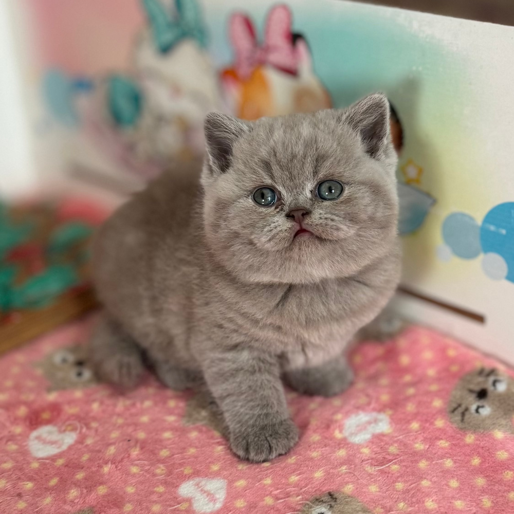 Potapuf