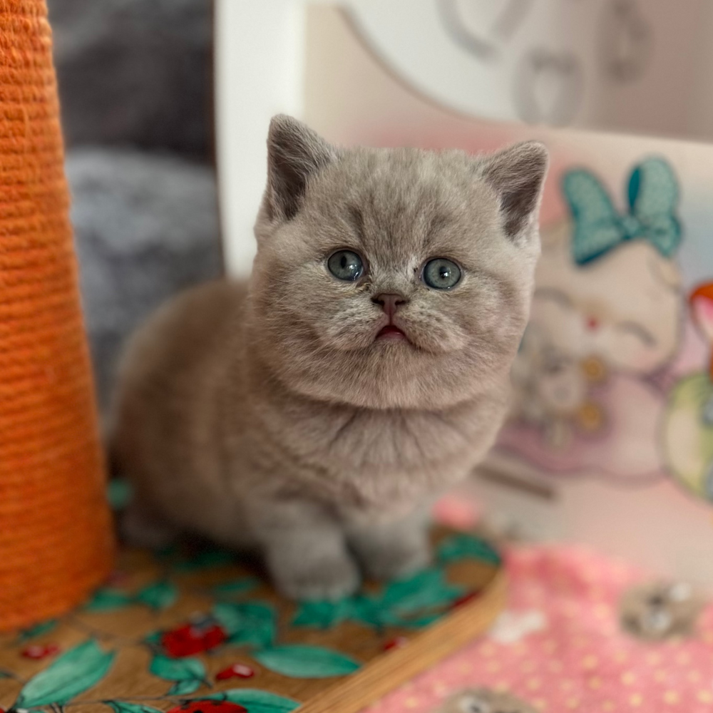
                  
                    Potapuf
                  
                