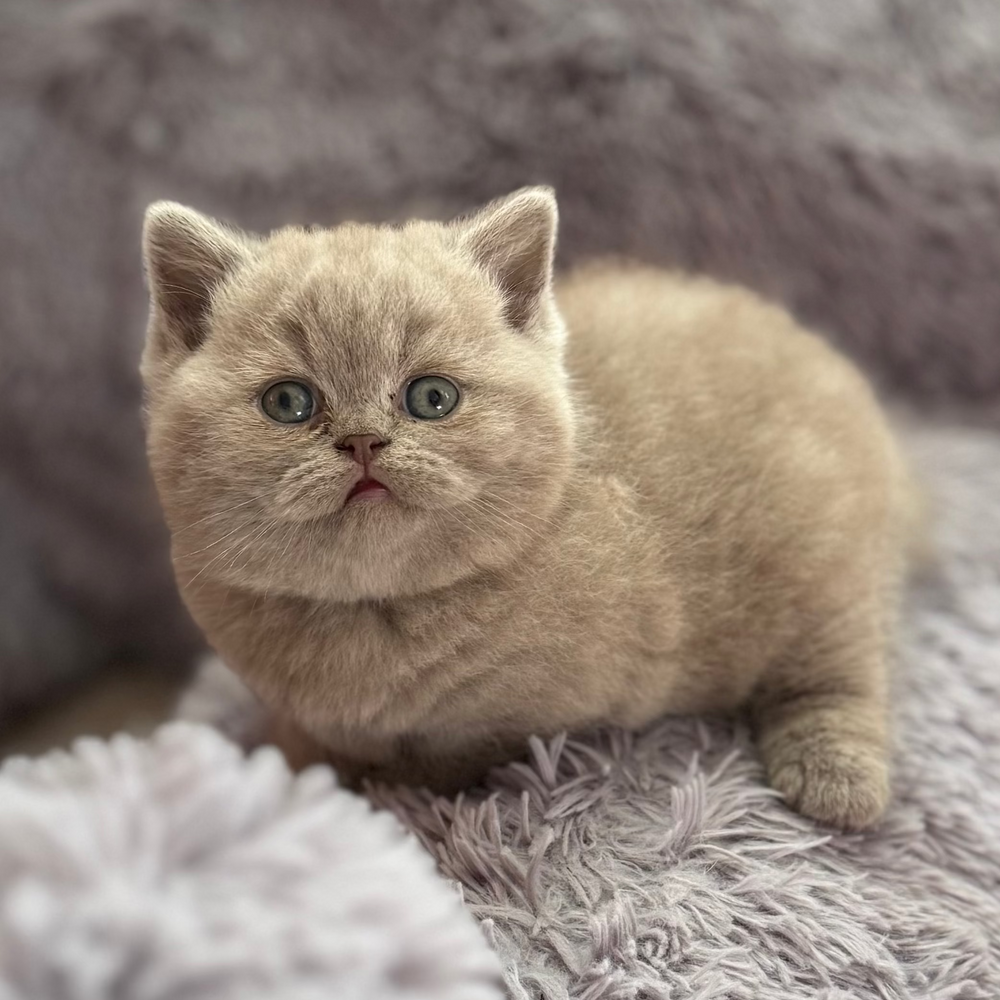 
                  
                    Potapuf
                  
                