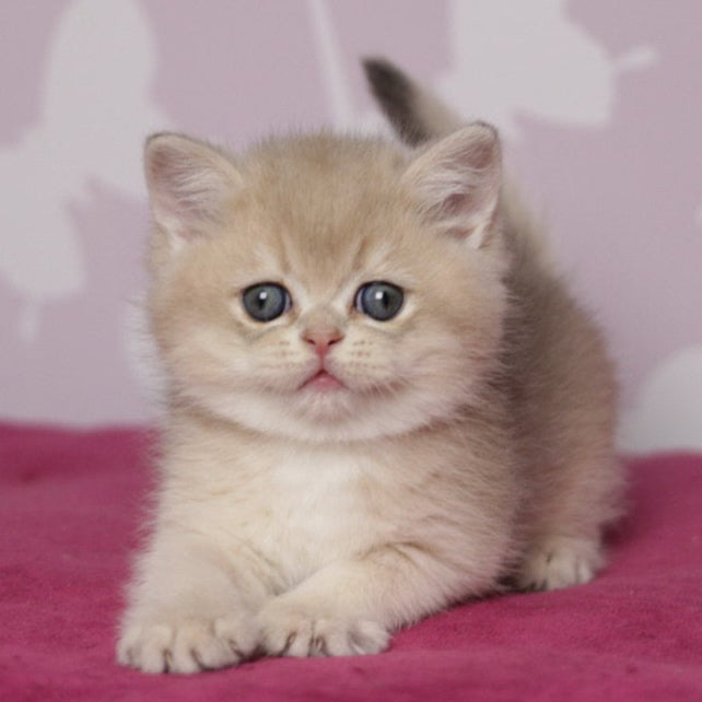 
                  
                    Oliver
                  
                