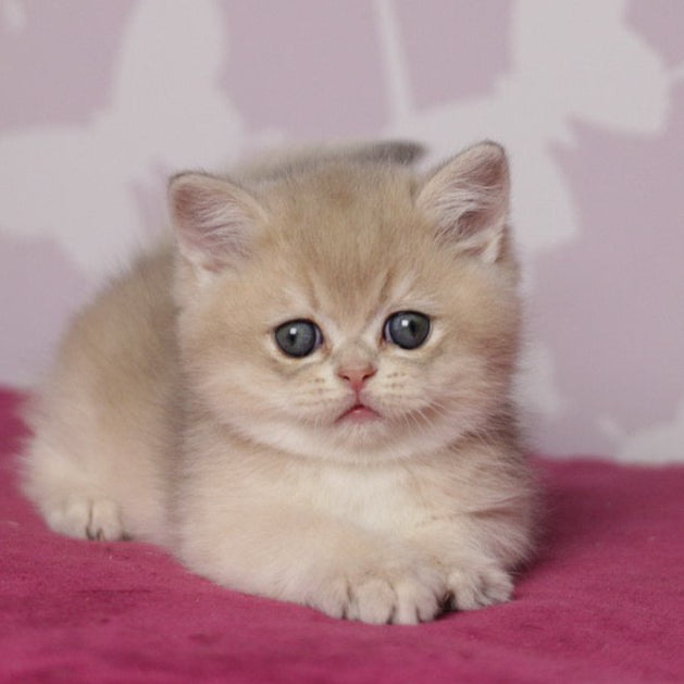 
                  
                    Oliver
                  
                