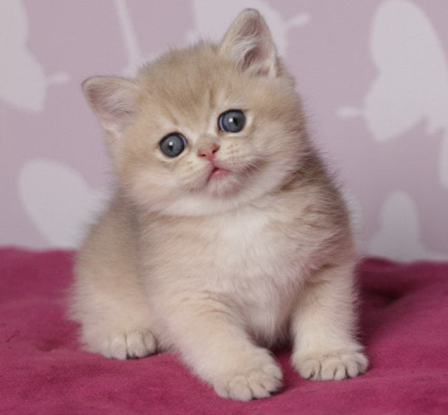 
                  
                    Oliver
                  
                
