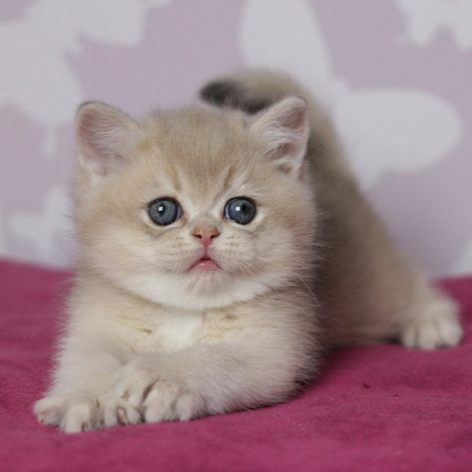 
                  
                    Oliver
                  
                