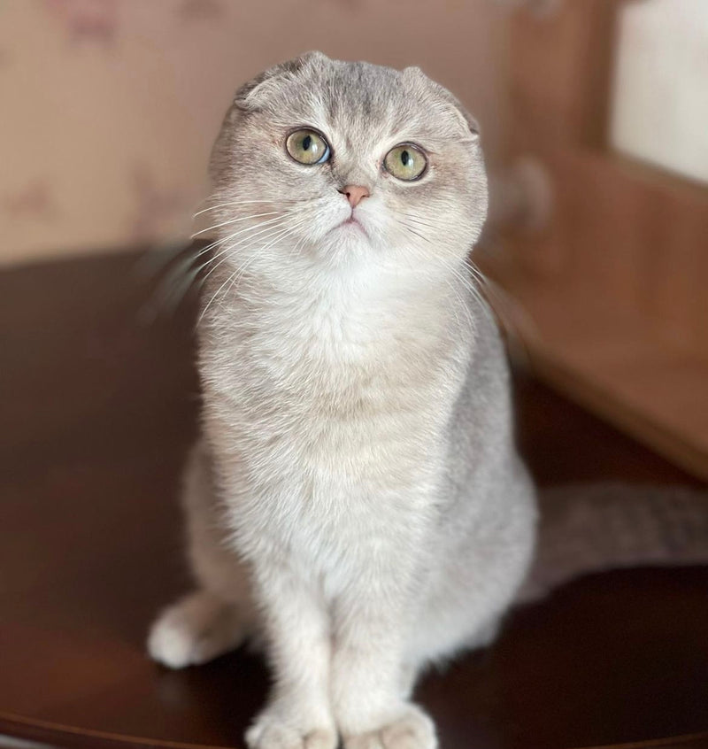 Lola