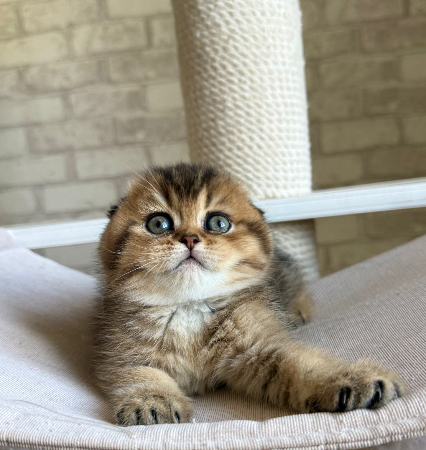 
                  
                    Fiona
                  
                