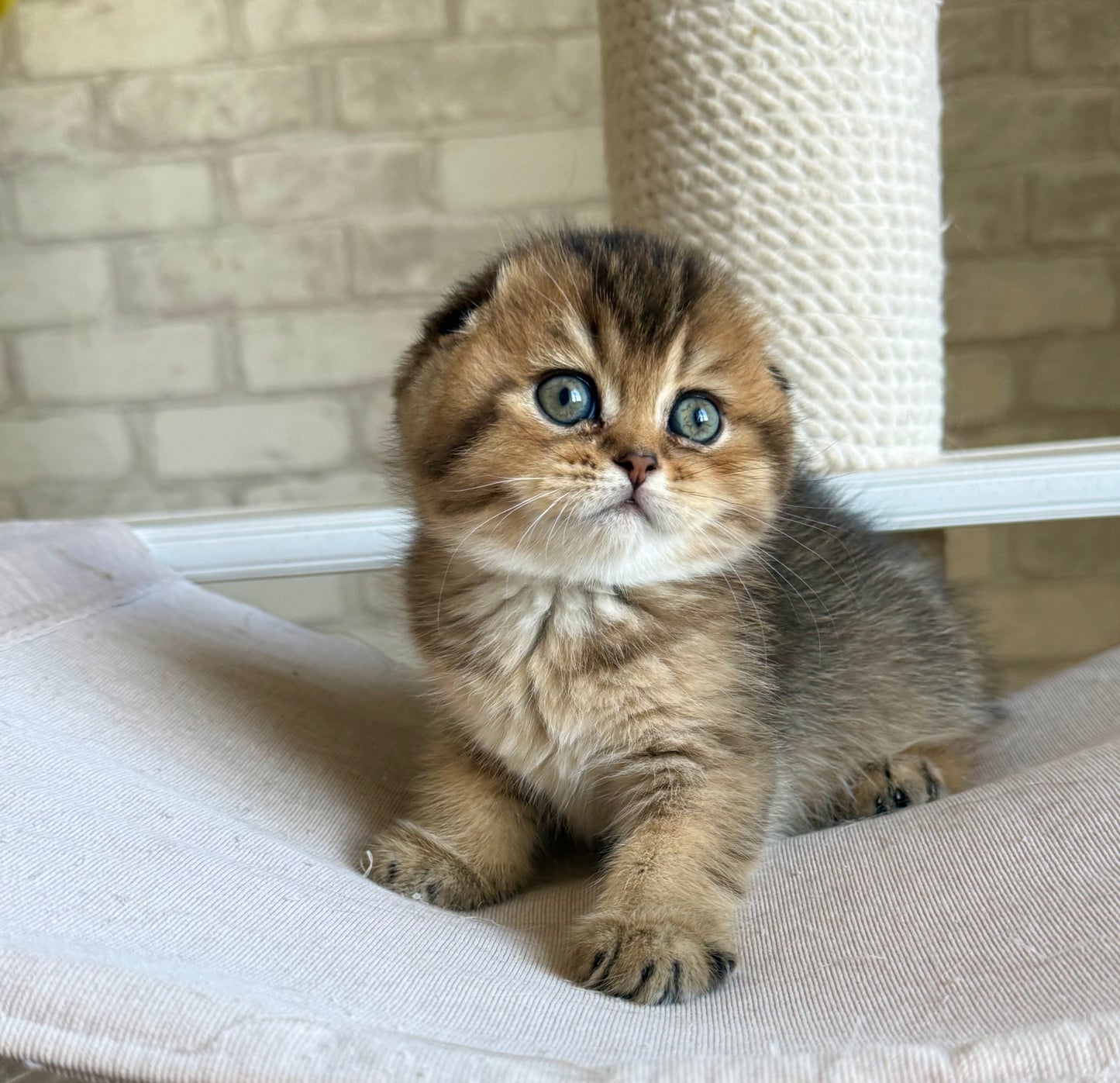 
                  
                    Fiona
                  
                