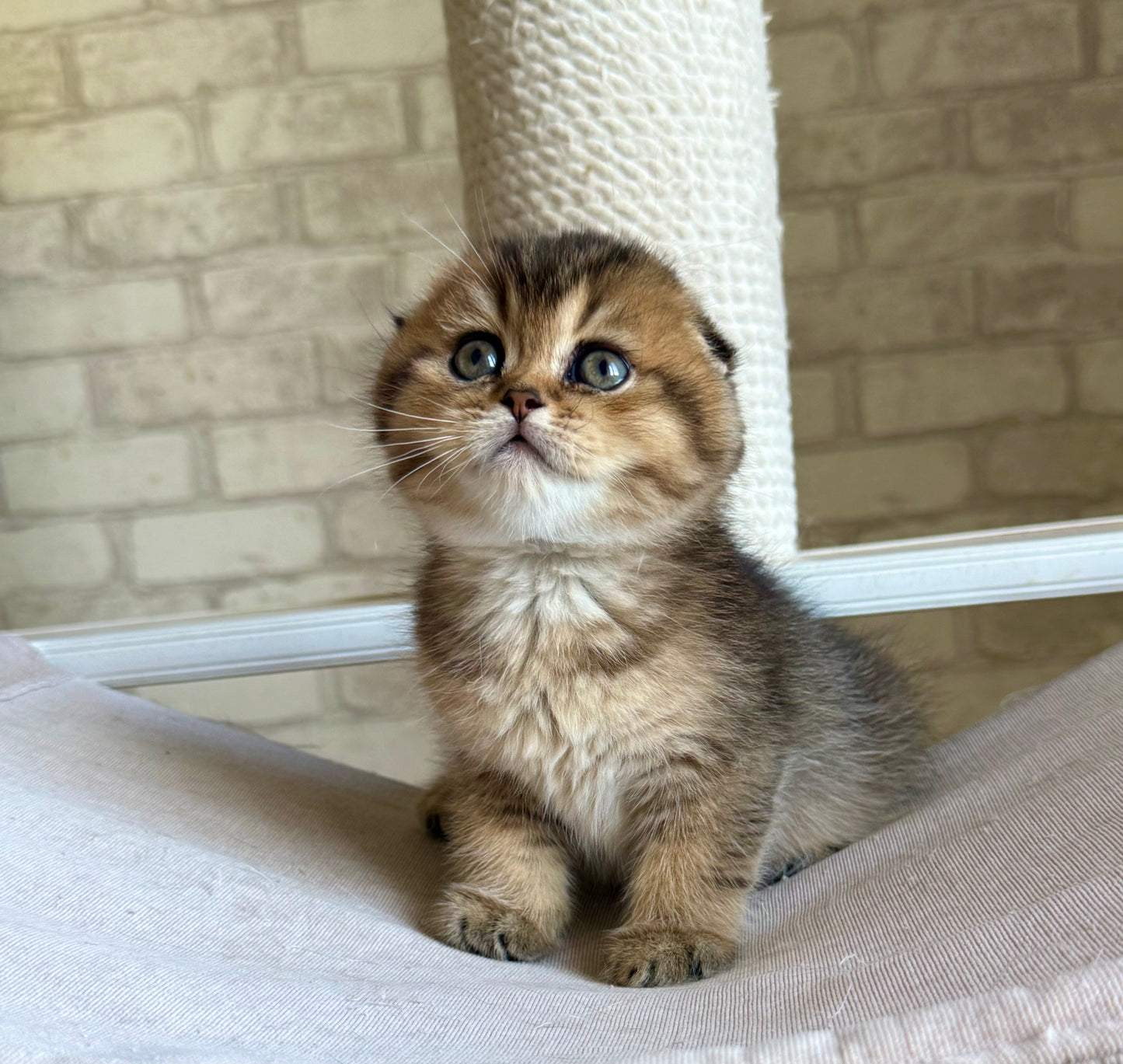 
                  
                    Fiona
                  
                