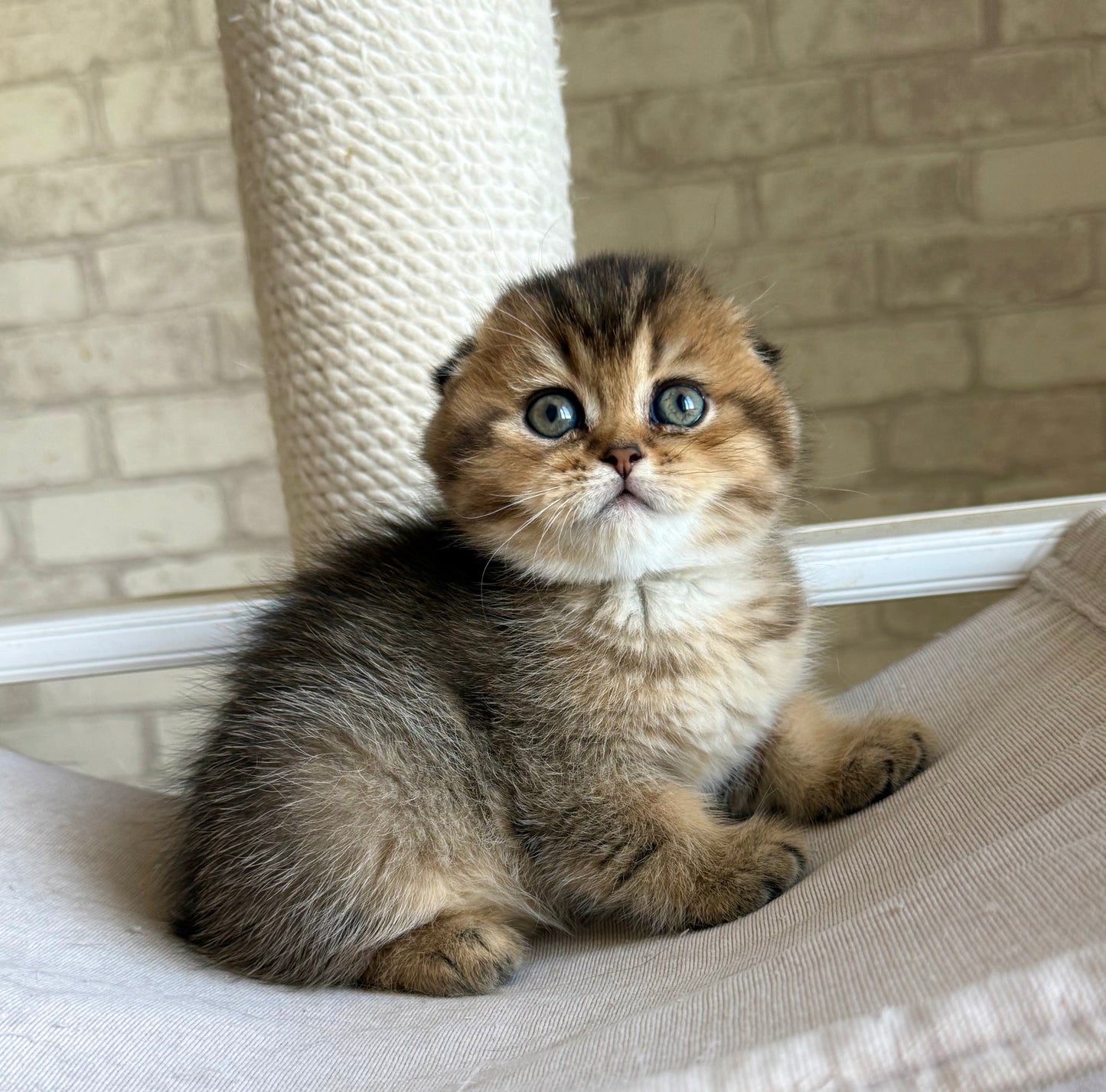 
                  
                    Fiona
                  
                
