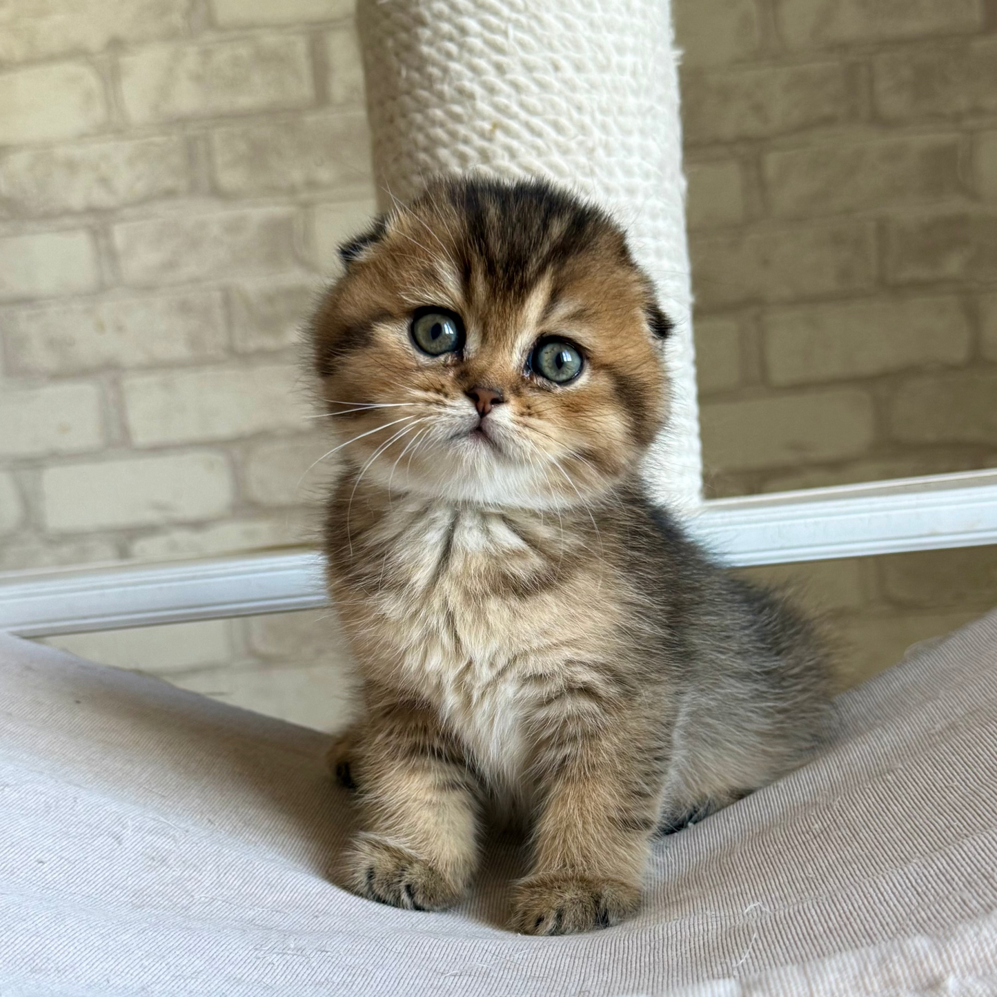 
                  
                    Fiona
                  
                