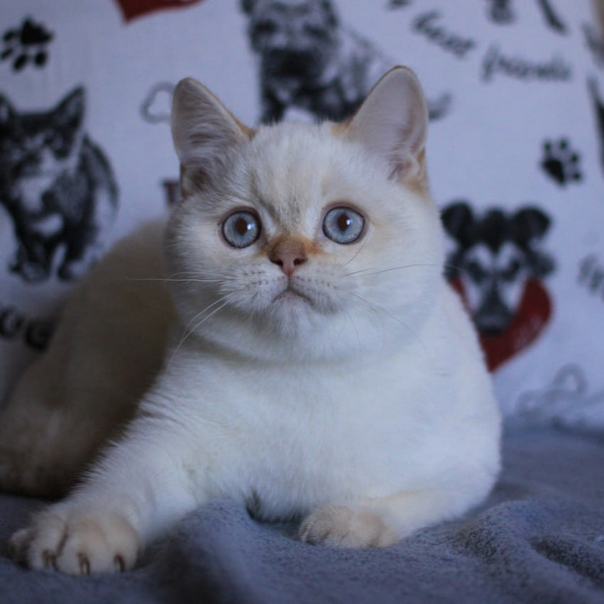 
                  
                    Lola
                  
                