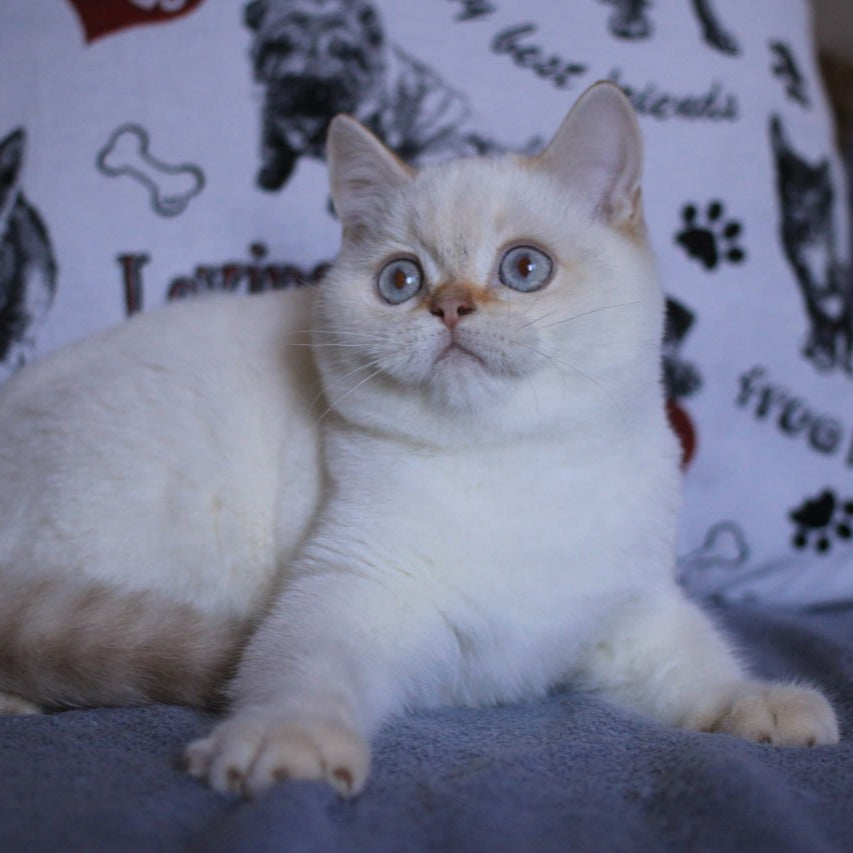 
                  
                    Lola
                  
                