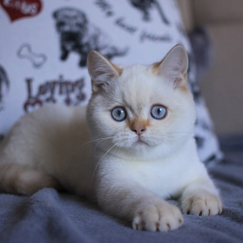 
                  
                    Lola
                  
                