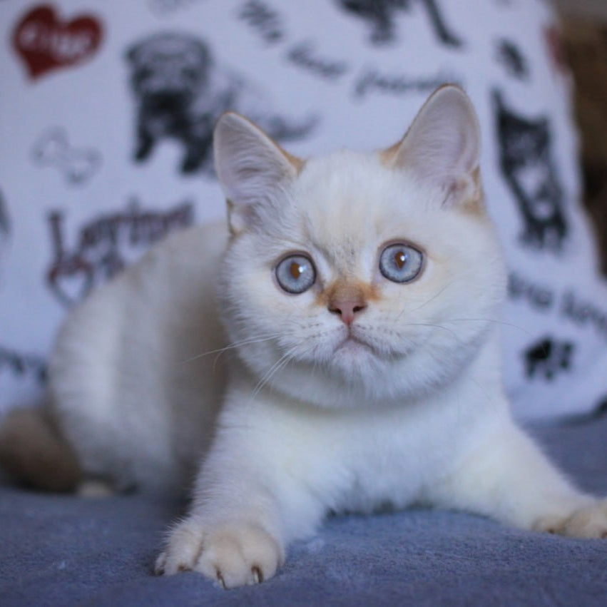 
                  
                    Lola
                  
                