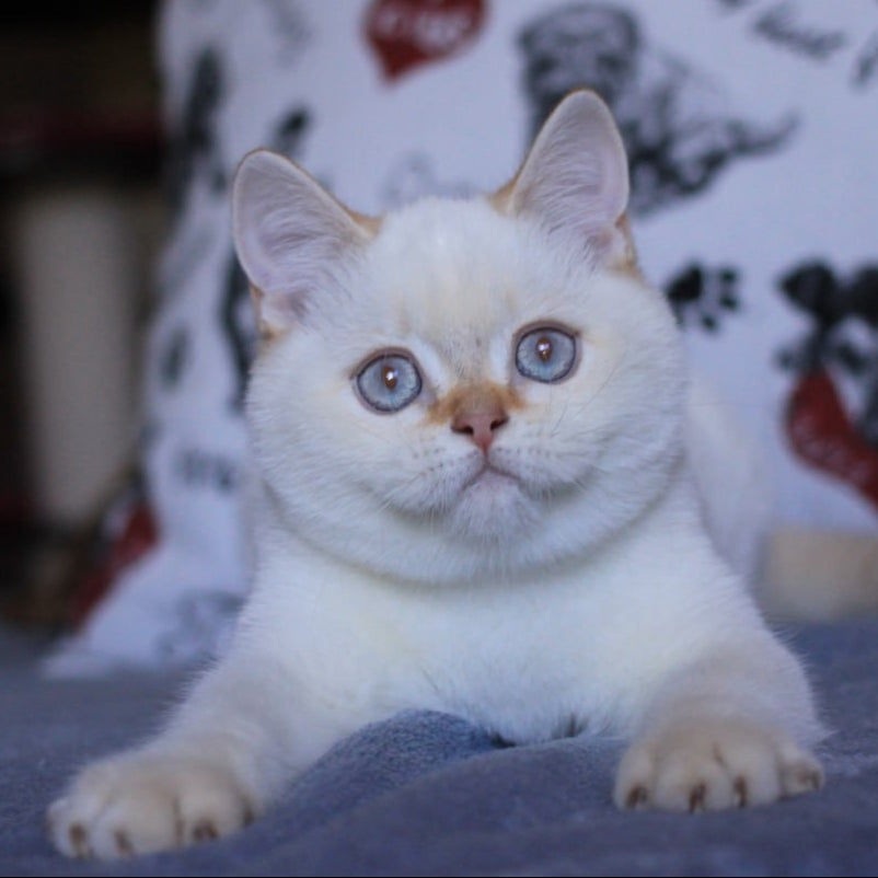 Lola