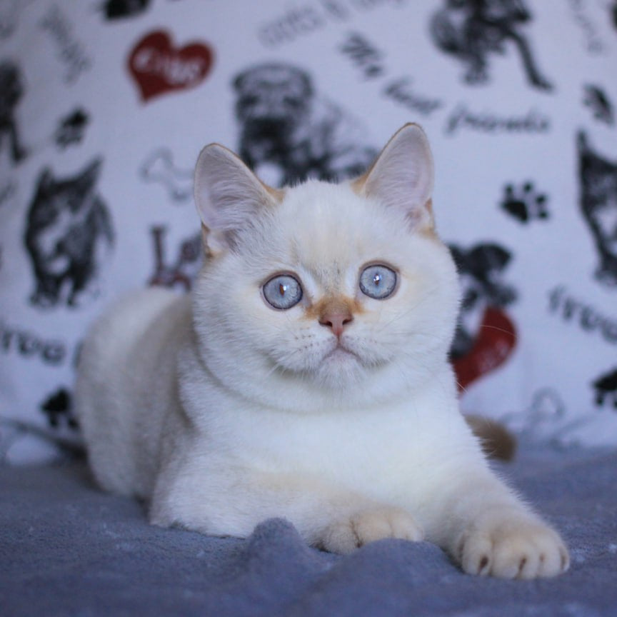 
                  
                    Lola
                  
                