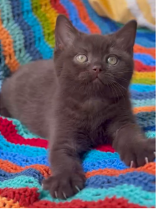 
                  
                    Moko
                  
                
