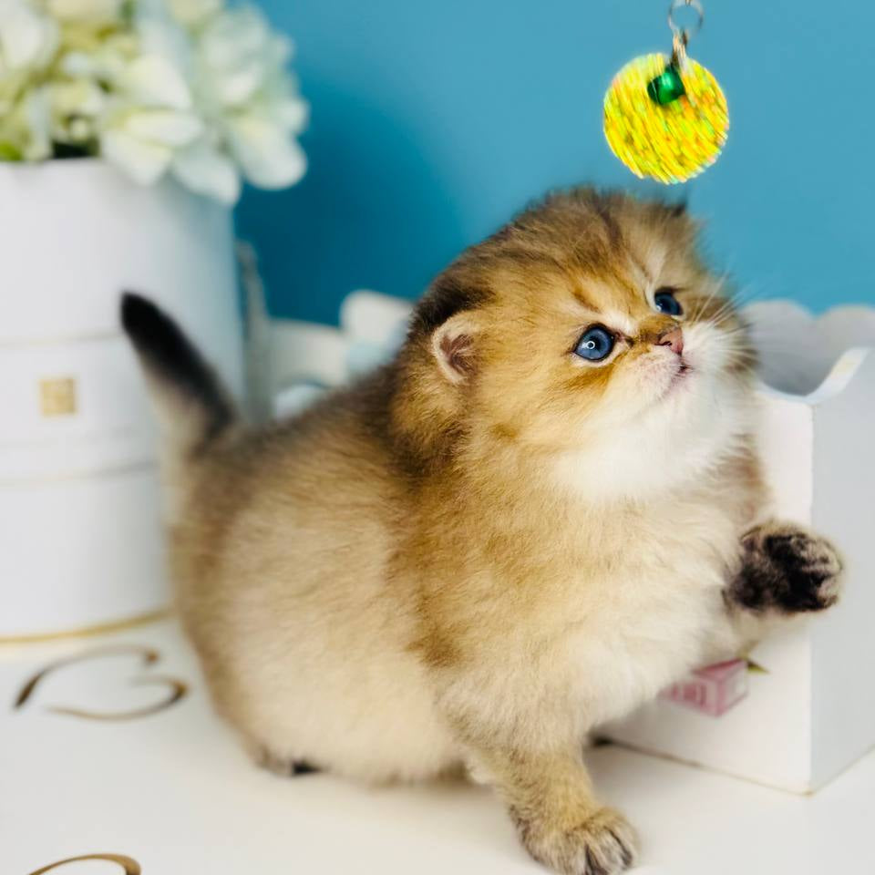 
                  
                    Simba
                  
                