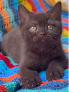 
                  
                    Moko
                  
                
